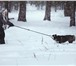 Изображение в Домашние животные Вязка собак Предлагается для вязки кобель породы Сибирский в Нижнем Новгороде 25 000