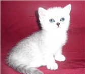 Шотландские серебряные котята, Снежные барсы, Питомник шотландских и британских кошек серебристых 68819  фото в Иваново