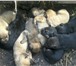 Фото в Домашние животные Отдам даром Дарим бесплатно прекрасных 1,5 месячных щенят, в Набережных Челнах 0