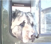 Фото в Домашние животные Вязка собак Предлагается для вязки кобель каказской овчарки в Сыктывкаре 0