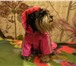 Foto в Домашние животные Одежда для собак Непромокаемый плащ-дождевик для собак с подкладкой в Липецке 2 000