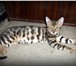 Распродаем котов и кошек классических окрасов 1753128 Бенгальская фото в Москве