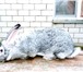 Фото в Домашние животные Грызуны Кролики породы: фландр, белый великан, шиншила, в Белгороде 0