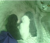 Изображение в Домашние животные Отдам даром чёрный котёнок - мальчик ,спокойный,ласковый,милый.с в Новосибирске 0