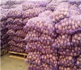 Изображение в Прочее,  разное Разное Оптовая компания закупает картофель от 20 в Москве 20