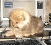 Предлагаем на продажу щенка карликового померанского шпица  девочка, цвет оранж, дата рождения 66294  фото в Москве