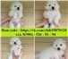 Прекрасные щеночки- мишки в продаже 3469905 Самоедская лайка фото в Великом Новгороде
