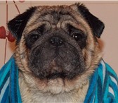 Foto в Домашние животные Вязка собак Мопс с родословной ищет подругу для вязки. в Братске 100