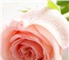 Фотография в Развлечения и досуг Организация праздников Розы от  50 рублей.Доставка цветов по Барнаулу в Барнауле 50