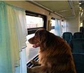 Фотография в Домашние животные Вязка собак Граф 2г.6м. ищет графиню в Оренбурге 0