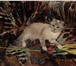 Фото в Домашние животные Отдам даром Кошечка, ласковая, очень любить людей, игривая. в Прокопьевске 0