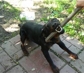 Фотография в Домашние животные Вязка собак Кобель ягтерьер 4 года ищет подружку для в Москве 0