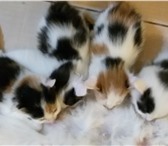 Фотография в Домашние животные Отдам даром Красивые котята, 1,5 месяца, приучены к лотку. в Иркутске 1