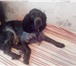 Фотография в Домашние животные Вязка собак Парень 2 года ищет даму для вязки.Рослый,чистокровный.Дополнительная в Новосибирске 0