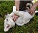 Фото в Домашние животные Приму в дар Отдается (бесплатно) крупный щенок-мальчик, в Санкт-Петербурге 1