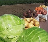 Фотография в Прочее,  разное Разное Нужны овощи для производственной линии, столовой в Москве 20