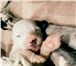 Продам щенков Китайской голой хохлатой собаки  (пуховки) 4349252 Китайская хохлатая собака фото в Архангельске