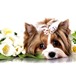 Foto в Домашние животные Услуги для животных - Стрижка собак (модельная, креативная, гигиеническая, в Саров 800