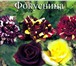 Фотография в Домашние животные Растения Продам саженцы садовых роз. Чайно-гибридные, в Красноярске 130