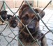 Фотография в Домашние животные Услуги для животных Рады Вам предложить передержку собак мелких в Таганроге 300