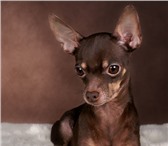 Foto в Домашние животные Потерянные Помогите в розыске собачки породы той-терьер!наша в Нижневартовске 3 000