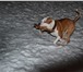 Foto в Домашние животные Вязка собак Молодой кобель ищет подружку для вязки, с в Нижнем Тагиле 1