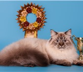 Foto в Домашние животные Вязка Невская Маскарадная кошка хочет кота для в Казани 0