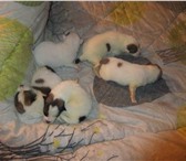 Foto в Домашние животные Отдам даром Здравствуйте! Неделю назад найдены 5 щенков в Тольятти 0