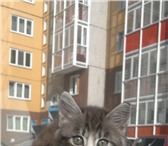 Фотография в Домашние животные Отдам даром Чудесный котенок ищет заботливую семью! Мальчик, в Красноярске 0