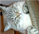 Фотография в Домашние животные Потерянные в 2010 году потерялся кот. В Перми,   в Кировском в Перми 0
