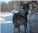 Фото в Домашние животные Вязка собак Красивый, сильный кобель ищет подружку для в Якутске 3 000