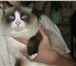Фотография в Домашние животные Вязка Симпатичная кошечка ищет кота (примерно такой в Йошкар-Оле 500