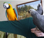 Фотография в Домашние животные Птички Продам птенцов Жако краснохвостых ручные в Саратове 17 500