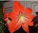 Фото в Домашние животные Растения Продаю комнатные растения для квартиры и в Твери 50