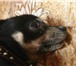 Foto в Домашние животные Вязка собак Мальчик порода той - терьер мини) очень скучает в Можайск 2 000