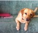 Фотография в Домашние животные Вязка собак Добрый, верный, послушный Лабрадор с хорошей в Тюмени 1