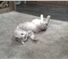 Foto в Домашние животные Вязка Ищем шотландского вислоухого кота для вязки в Новокузнецке 1