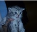 Фото в Домашние животные Отдам даром отдам котенка шотлансдкой вислоухой в Бийске 0