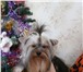 Фото в Домашние животные Вязка собак Породный кобель йоркширского терьера (мини) в Хабаровске 0