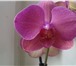 Изображение в Домашние животные Растения продаю орхидеи цветущие 400 р.отцветающие в Томске 400
