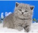 Голубые британские котята! 2720990 Британская короткошерстная фото в Москве