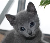 Продам котенка породы Русской Голубой 151391  фото в Новосибирске