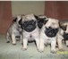 Продаю щенков мопса 3363616 Мопс фото в Екатеринбурге