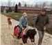 Фото в Хобби и увлечения Разное Приезжайте к нам покатать детишек на пони в Москве 400