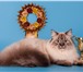 Foto в Домашние животные Вязка Невская Маскарадная кошка хочет кота для в Казани 0