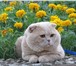 Изображение в Домашние животные Вязка Порода: ШотландскаяНаш кот с родословной, в Москве 100