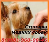 Foto в Домашние животные Стрижка собак Стрижка Йорков ,Биверов и других декоративных в Владивостоке 500