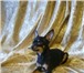 Изображение в Домашние животные Вязка собак Предлагаю клубных кобелей для вязки  Кобели в Обнинске 0