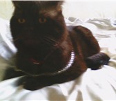Изображение в Домашние животные Вязка шоколадный кот, прямоухий, 8лет. ждет невест в Пскове 2 300