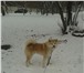 Foto в Домашние животные Вязка собак Предлагается для вязки кобель акита инуПараметры:родословная в Москве 25 000